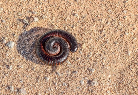 Huge rolled up millipede on sandy ground in Namibia