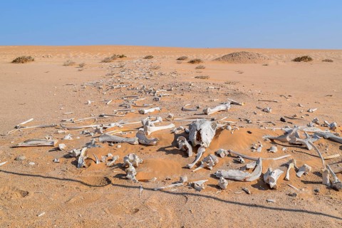 Desert scenery including lots of bleached animal bones seen in Namibia