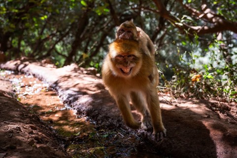Mother and child of macaque monkey near the Ouzoud waterfall, Morocco