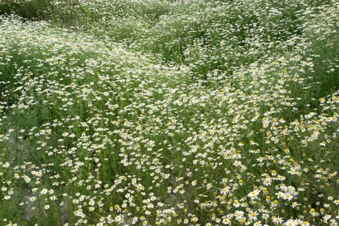 Natural field with lots of blooming Camomile plants