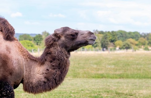 Sideways camel portrait in natural back at summer time