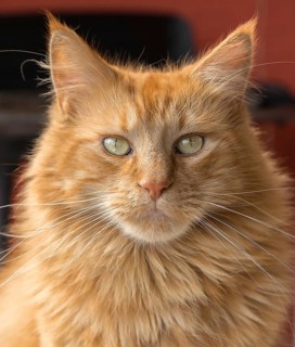 Portrait of a red brown Maine Coon cat