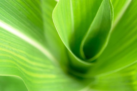 Abstract full frame green corn plant detail