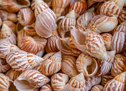Full frame shot showing lots of bicolored marine snail shells