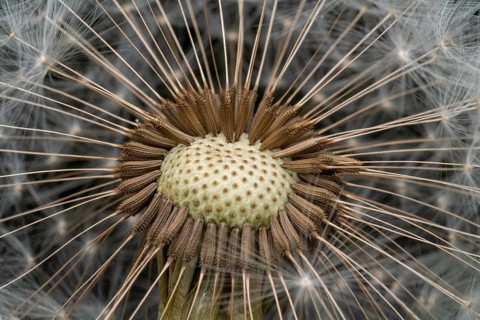 Macro shot of remaining attached dandelion seeds on partly bald flower head