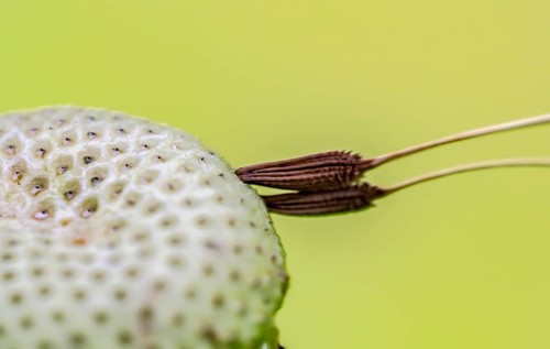 Macro shot of two remaining attached dandelion seeds on bald flower head
