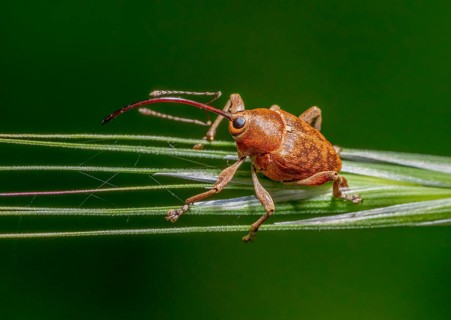 Sideways shot of a acorn weevil resting on a ear in green back