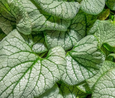 Full frame green and white bicolor leaves in black back
