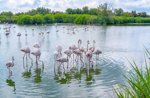 Riparian scenery including some flamingos around the Regional Nature Park of the Camargue in