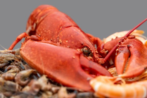 Closeup shot of a cooked lobster and some other crayfish on a plate in grey back