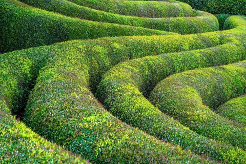 Idyllic garden scenery showing a long bent green hedge at summer time seen in Normandy, France