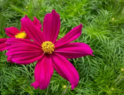 Vibrant pink garden cosmos flower closeup in natural green ambiance