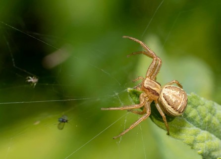 Macro shot of a crab spider lurking on leaf edge