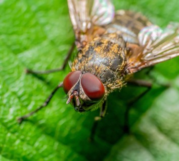 Macro portrait of a common cluster fly resting on a leaf in sunny ambiance