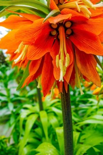 Orange cown imperial flower head in natural leavy back
