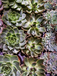 Variety of succulents with green rosettes, densely packed, creates natural texture Styria Austria