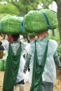 Agartala, Tripura, India, 17-07-2025: Tea garden workers covered themselves with plastic while they