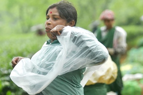 Agartala, Tripura, India, 17-07-2025: A tea garden worker covering herself with plastic before she
