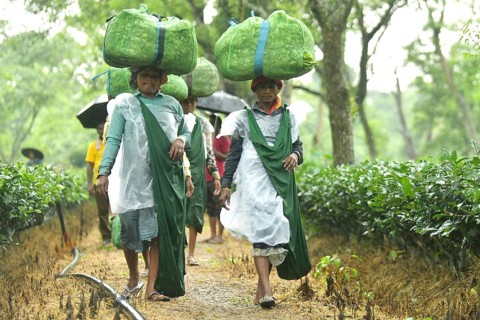 Agartala, Tripura, India, 17-07-2025: Tea garden workers covered themselves with plastic while they