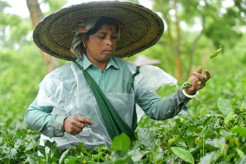 Agartala, Tripura, India, 17-07-2025: A tea garden worker covered herself with plastic while she