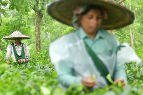 Agartala, Tripura, India, 17-07-2025: Tea garden workers covered themselves with plastic while they