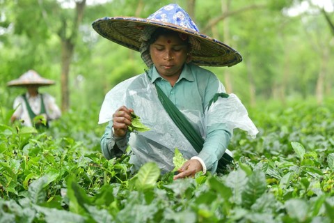 Agartala, Tripura, India, 17-07-2025: Tea garden workers covered themselves with plastic while they