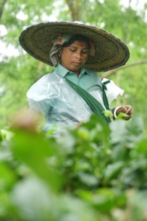 Agartala, Tripura, India, 17-07-2025: A tea garden worker covered herself with plastic while she