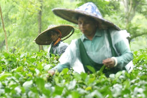Agartala, Tripura, India, 17-07-2025: Tea garden workers covered themselves with plastic while they