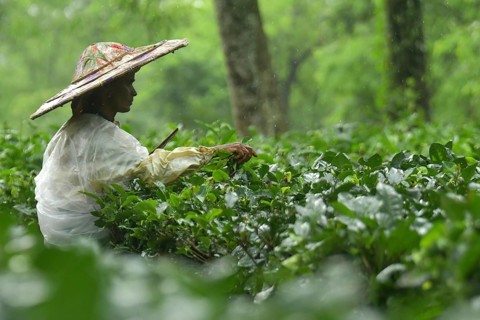 Agartala, Tripura, India, 17-07-2025: A tea garden worker covered herself with plastic while she