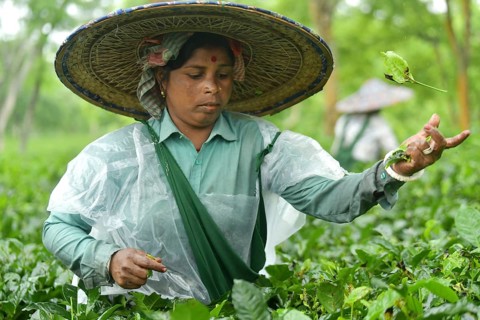 Agartala, Tripura, India, 17-07-2025: A tea garden worker covered herself with plastic while she