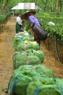 Agartala, Tripura, India, 17-07-2025: Tea garden workers working in the tea garden during a heavy