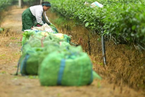 Agartala, Tripura, India, 17-07-2025: A tea garden worker works in a tea garden during a heavy rain