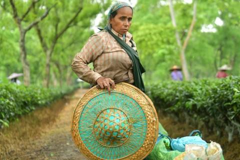 Agartala, Tripura, India, 17-07-2025: A tea garden worker works in a tea garden during a heavy rain