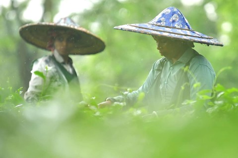 Agartala, Tripura, India, 17-07-2025: Tea garden workers pluck tea leaves during a heavy rain in