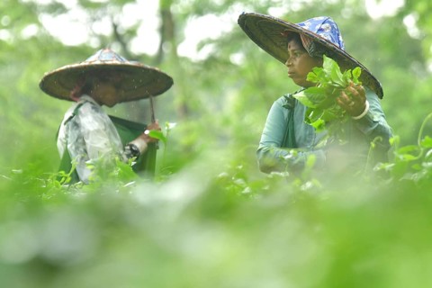 Agartala, Tripura, 17-07-2025: Tea garden workers pluck tea leaves during a heavy rain in Durgabari