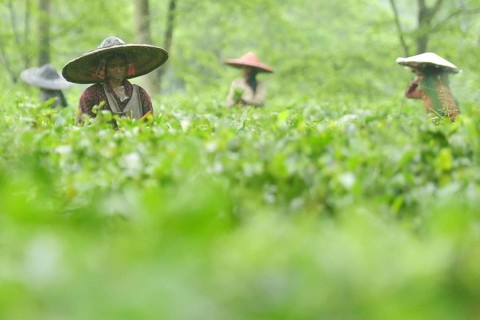 Agartala, Tripura, 17-07-2025: Tea garden workers pluck tea leaves during a heavy rain in Durgabari
