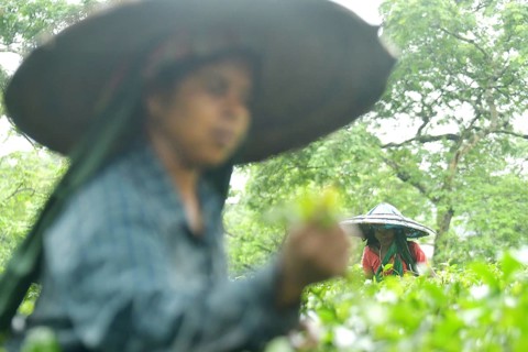 Agartala, Tripura, 17-07-2025: Tea garden workers pluck tea leaves during a heavy rain in Durgabari