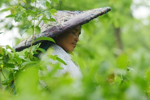 Agartala, Tripura, India, 17-07-2025: A tea garden worker covered herself with plastic while she