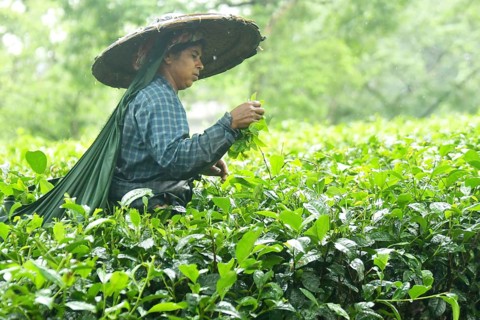 Agartala, Tripura, India, 17-07-2025: A tea garden worker covered herself with plastic while she