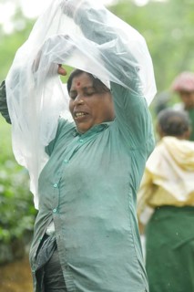 Agartala, Tripura, India, 17-07-2025: A tea garden worker covering herself with plastic before she