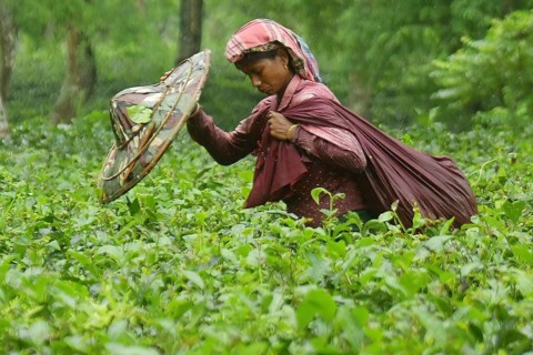 Agartala, Tripura, India, 17-07-2025: A tea garden worker works in a tea garden during a heavy rain