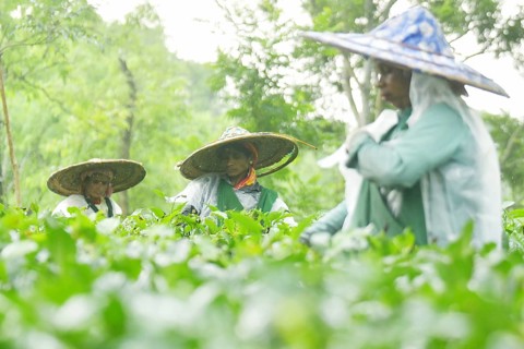 Agartala, Tripura, India, 17-07-2025: Tea garden workers covered themselves with plastic while they