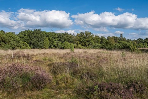 Buurserzand nature reserve, province of Oberjissel, Haaksbergen, Netherlands