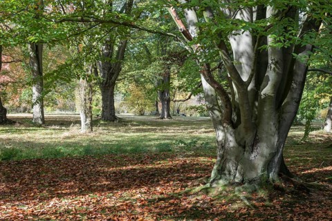 Arboretum Poortbulten, De Lutte, Province of Overijssel, Netherlands