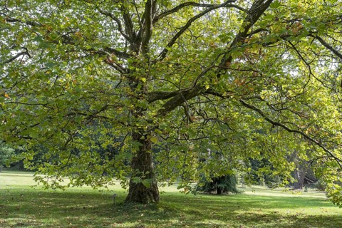 Oriental plane tree (Platanus orientalis), Arboretum Poortbulten, De Lutte, province of Overijssel,