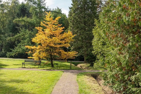 A yellow tree in autumn stands next to a park bench on a green area on a cloudy day, Arboretum