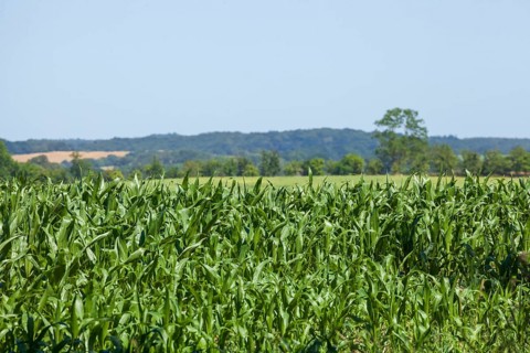 Cornfield, Landscape, Lauterbach, Putbus, Island of Rügen, Mecklenburg-Western Pomerania, Germany