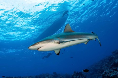 Underwater photo of large Grey reef shark (Carcharhinus amblyrhynchos) swimming under dive boat, in
