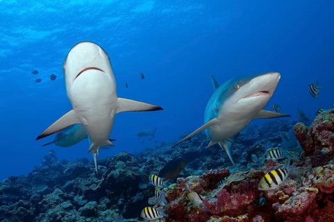 Underwater photo of two Grey reef sharks (Carcharhinus amblyrhynchos) swimming Grey reef shark