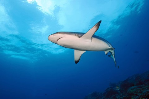Underwater photo of Grey reef shark (Carcharhinus amblyrhynchos) swimming over reef edge edge of